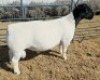 1 X DORPER T5 RAM Mickey Phillips