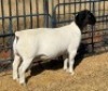 1 X DORPER FLOCK RAM Leroy Phillips