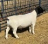 1 X DORPER T5 RAM Leroy Phillips