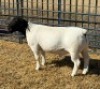 1 X DORPER T5 RAM Leroy Phillips