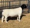 1 X DORPER T5 RAM Leroy Phillips