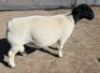 1 X DORPER T5 RAM Mickey Phillips