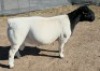 1 X DORPER T5 RAM Mickey Phillips