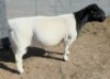 1 X DORPER T5 RAM Mickey Phillips - 2