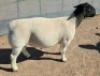 1 X DORPER T5 RAM Mickey Phillips