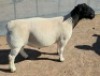 1 X DORPER T5 RAM Mickey Phillips - 2