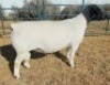1 X DORPER T5 RAM Mickey Phillips
