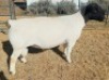 1 X DORPER T5 RAM Mickey Phillips - 2