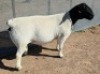 1 X DORPER T5 RAM Mickey Phillips