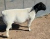 1 X DORPER T5 RAM Mickey Phillips - 2