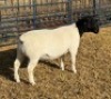 1 X DORPER STUD RAM Leroy Phillips
