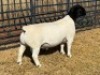 1 X DORPER FLOCK RAM Leroy Phillips