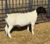 1 X DORPER FLOCK RAM Leroy Phillips