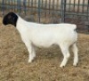 1 X DORPER STUD RAM Leroy Phillips
