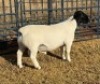 1 X DORPER STUD RAM Leroy Phillips