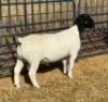 1 X DORPER STUD RAM Leroy Phillips