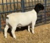 1 X DORPER T5 RAM Leroy Phillips