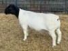 1 X DORPER T5 RAM Leroy Phillips