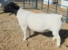 1 X DORPER T5 RAM Mickey Phillips