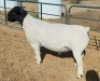 1 X DORPER T5 RAM Mickey Phillips - 2