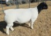 1 X DORPER T5 RAM Mickey Phillips