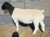 1 X DORPER T5 RAM Mickey Phillips - 2