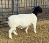 1 X DORPER FLOCK RAM Leroy Phillips