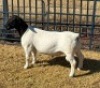 1 X DORPER FLOCK RAM Leroy Phillips