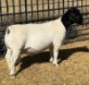 1 X DORPER STUD RAM Leroy Phillips