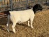 1 X DORPER FLOCK RAM Leroy Phillips