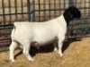 1 X DORPER FLOCK RAM Leroy Phillips