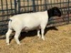 1 X DORPER STUD RAM Leroy Phillips