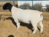 1 X DORPER STUD RAM Mickey Phillips - 2