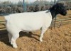1 X DORPER STUD RAM Mickey Phillips