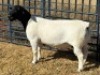 1 X DORPER FLOCK RAM Leroy Phillips