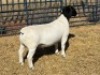 1 X DORPER STUD RAM Leroy Phillips