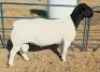 1 X DORPER FLOCK RAM Mickey Phillips