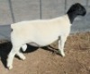1 X DORPER T5 RAM Mickey Phillips