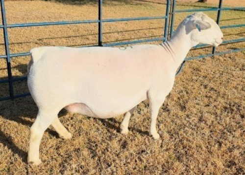 LOT 5 1 X WHITE DORPER T5 EWE Ashley Phillips