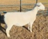 LOT 6 1 X WHITE DORPER T5 EWE Ashley Phillips