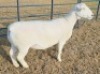 LOT 6 1 X WHITE DORPER T5 EWE Ashley Phillips - 2