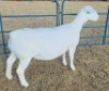 LOT 7 1 X WHITE DORPER T5 EWE Ashley Phillips