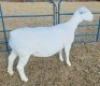 LOT 7 1 X WHITE DORPER T5 EWE Ashley Phillips - 2