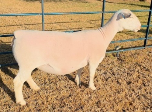 LOT 8 1 X WHITE DORPER T5 EWE Ashley Phillips