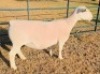 LOT 8 1 X WHITE DORPER T5 EWE Ashley Phillips