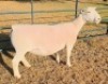 LOT 8 1 X WHITE DORPER T5 EWE Ashley Phillips - 2