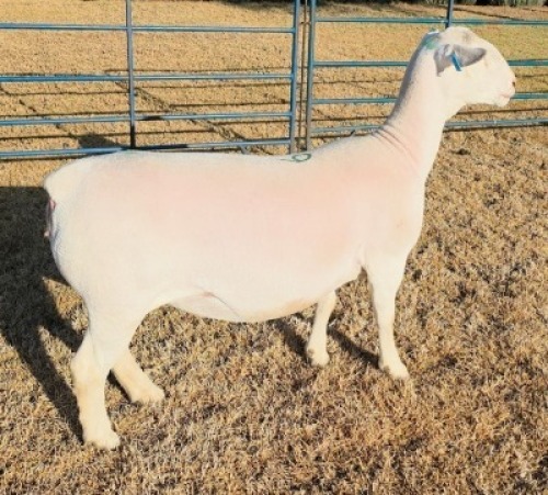 LOT 9 1 X WHITE DORPER T5 EWE Ashley Phillips