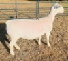 LOT 9 1 X WHITE DORPER T5 EWE Ashley Phillips