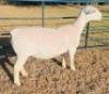 LOT 9 1 X WHITE DORPER T5 EWE Ashley Phillips - 2