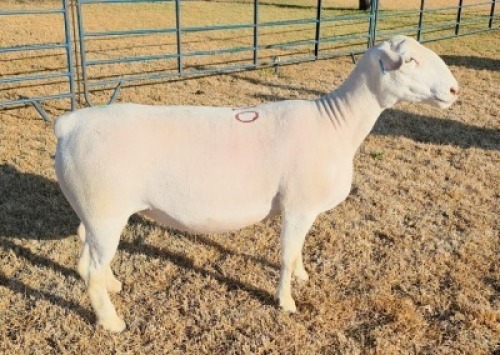 LOT 10 1 X WHITE DORPER STUD EWE Ashley Phillips